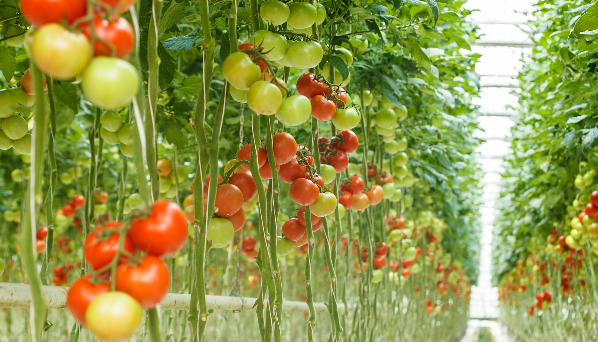 IT Agriculture